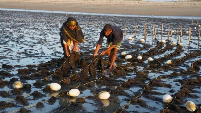 Blue economy and marine tech campaign — coastal seaweed and blue economy development